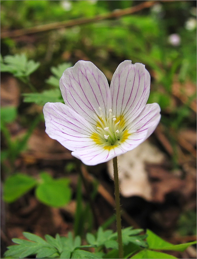 Изображение особи Oxalis acetosella.