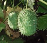 Echinocystis lobata. Плод. Московская обл., дачный участок. 20.08.2005.