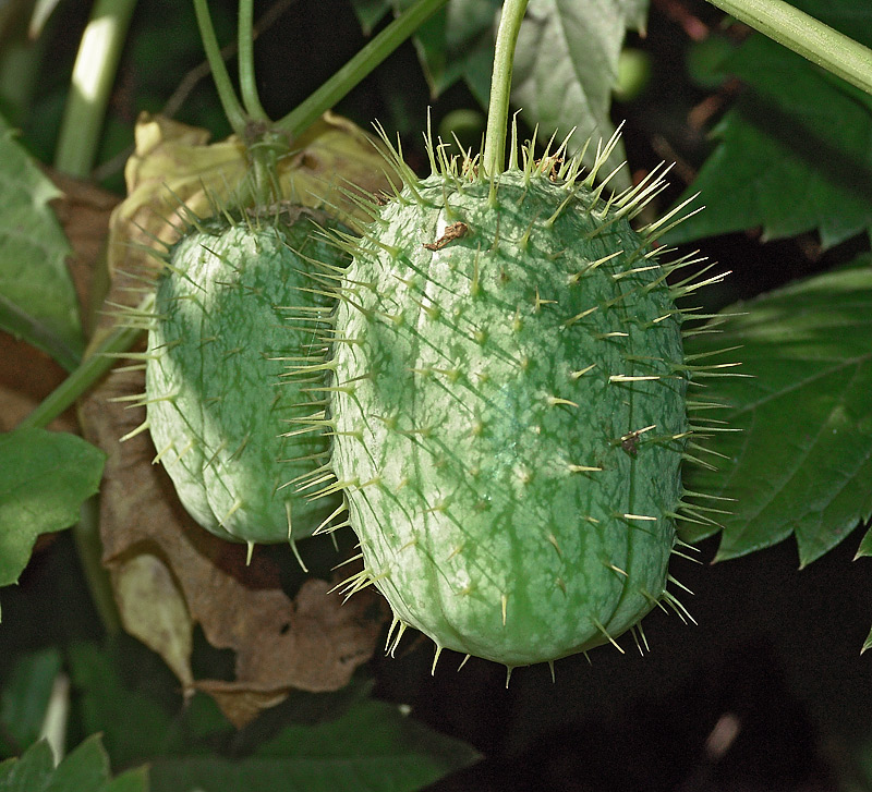 Изображение особи Echinocystis lobata.