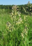 Dactylis glomerata. Соцветие. Архангельская обл., Вельский р-н, окр. пос. Усть-Шоноша, луг. 27.06.2011.
