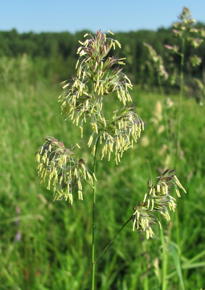 Изображение особи Dactylis glomerata.