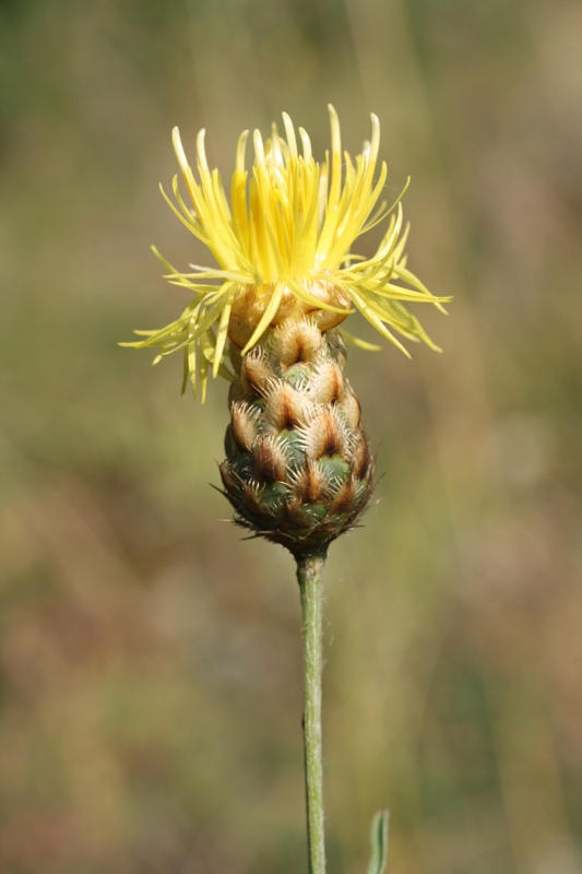Image of Centaurea orientalis specimen.