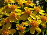 Senecio angulatus. Соцветия-корзинки. Испания, Каталония, провинция Girona, Costa Brava, Sant Feliu de Guíxols, на приморском обрыве. 26 октября 2008 г.