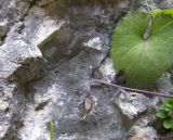 Image of taxon representative. Author is Сергей Банкетов