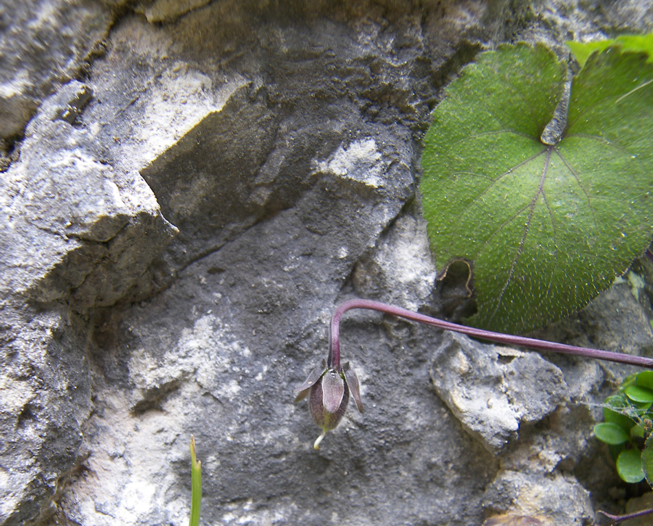 Image of genus Viola specimen.