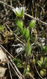 Cerastium glutinosum. Цветущее растение. Крым, Байдарская яйла. 26 апреля 2012 г.