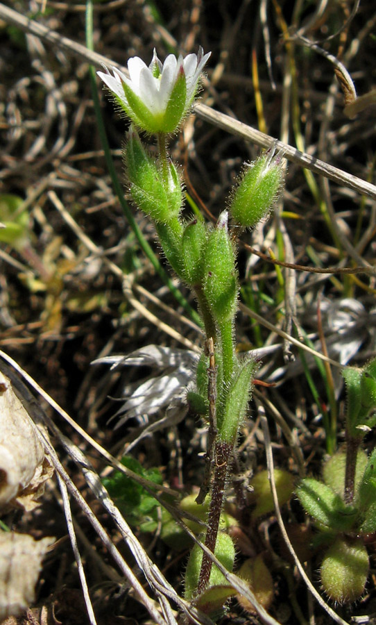 Изображение особи Cerastium glutinosum.