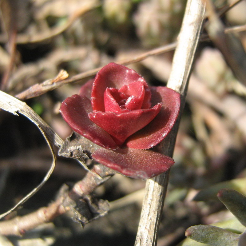 Изображение особи Sedum spurium.