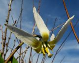 Erythronium krylovii