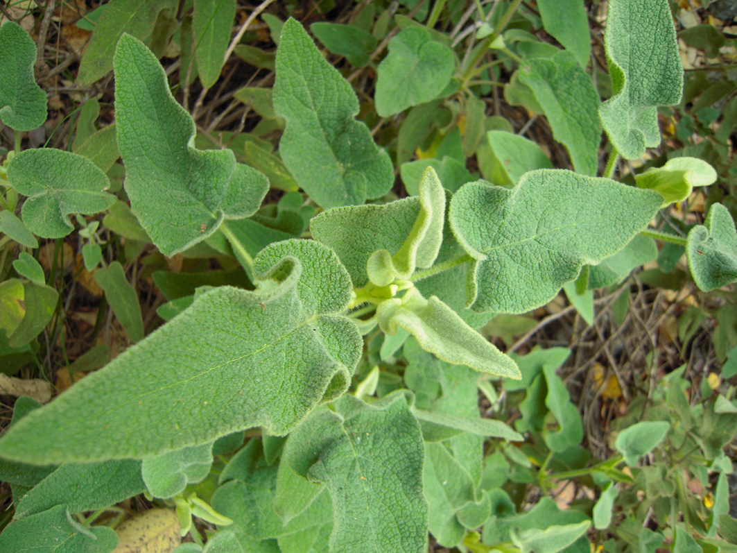 Image of genus Phlomis specimen.