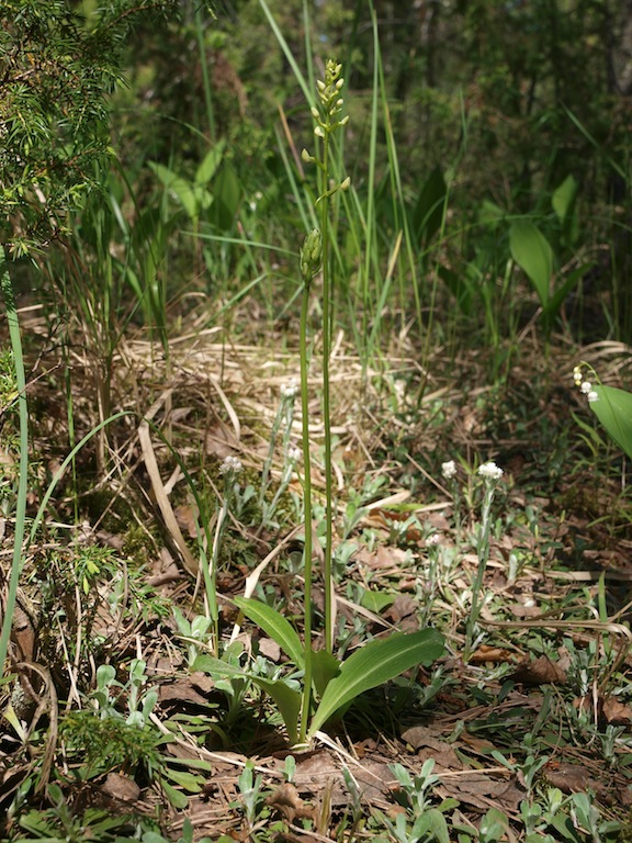 Изображение особи Platanthera bifolia.