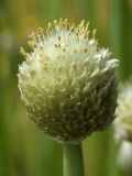 Allium fistulosum