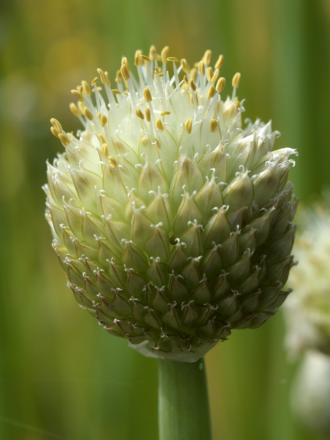 Изображение особи Allium fistulosum.