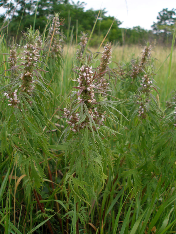 Изображение особи Leonurus glaucescens.