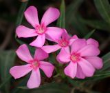 Nerium oleander