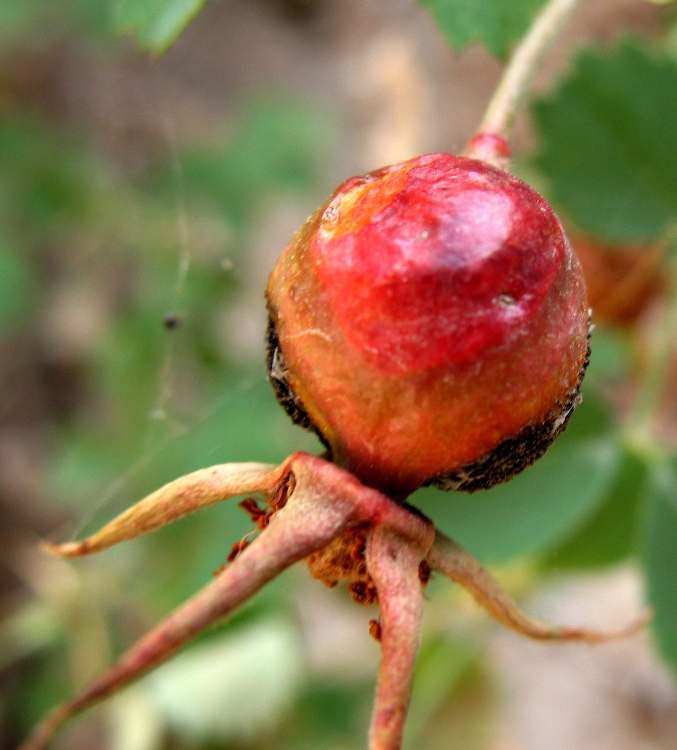 Image of Rosa maracandica specimen.