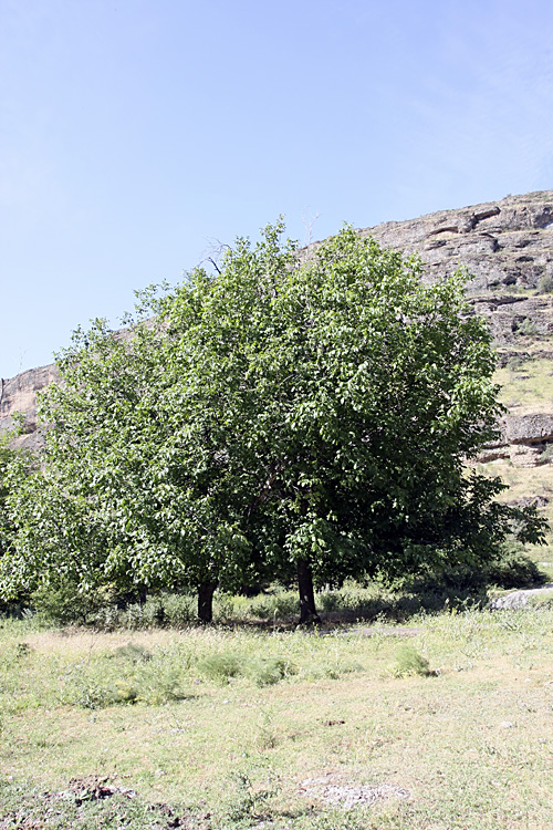 Изображение особи Juglans regia.