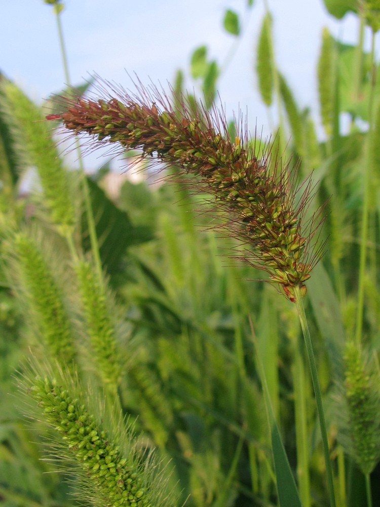 Image of Setaria viridis specimen.