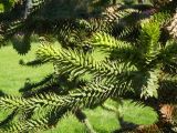 Araucaria araucana