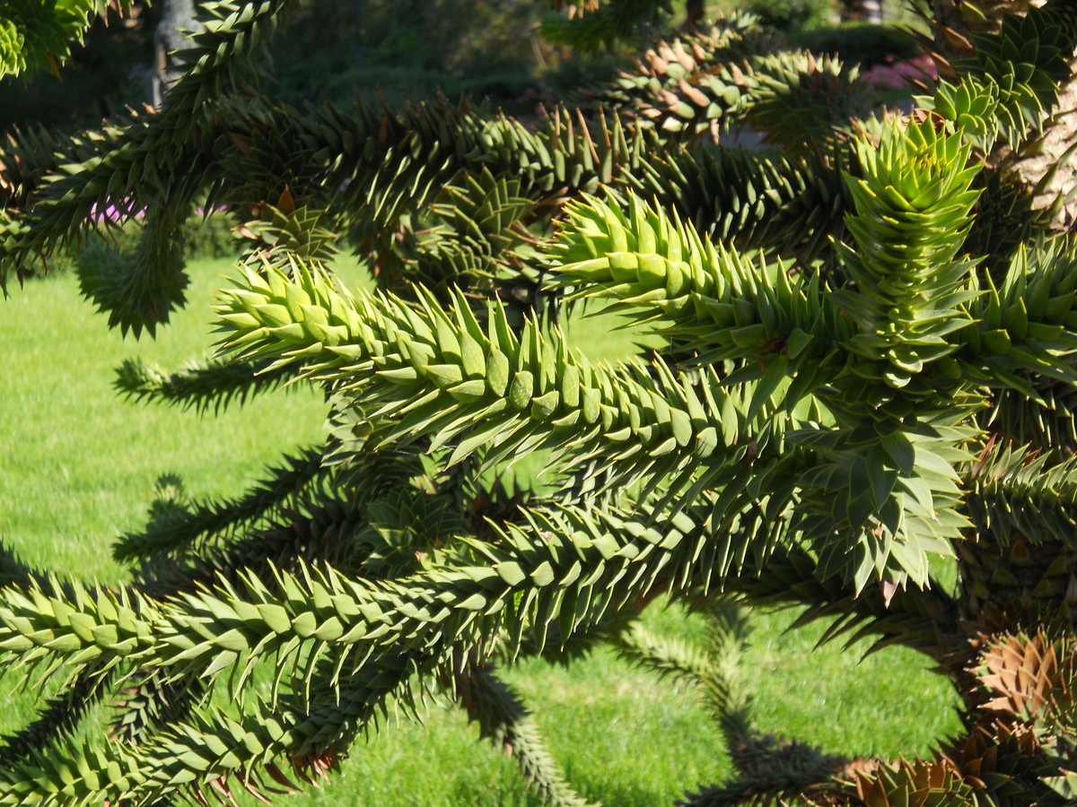 Изображение особи Araucaria araucana.