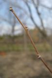 Ulmus pumila
