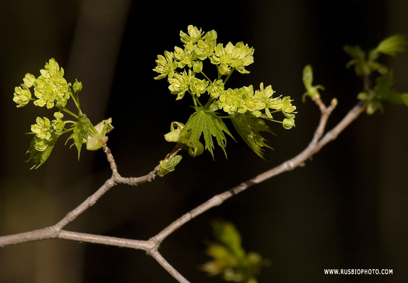 Image of Acer platanoides specimen.