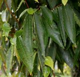 Zelkova serrata. Листья ('Fiekova). Нидерланды, г. Venlo, \"Floriada 2012\". 11.09.2012.