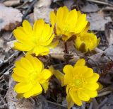 Adonis amurensis