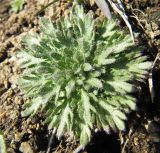 Chamaerhodos erecta