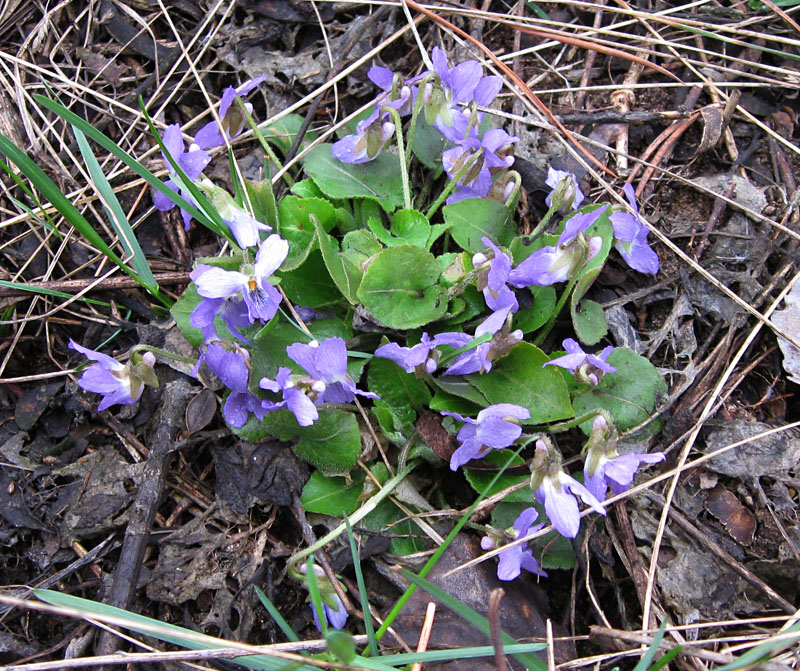 Image of Viola rupestris specimen.