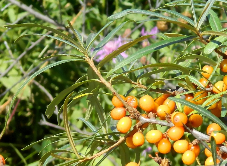 Изображение особи Hippophae rhamnoides.