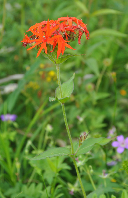 Изображение особи Lychnis fulgens.