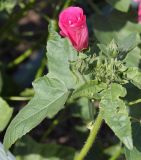 Malva trimestris