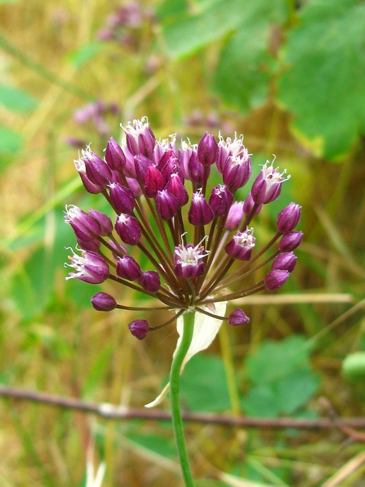 Image of Allium rotundum specimen.