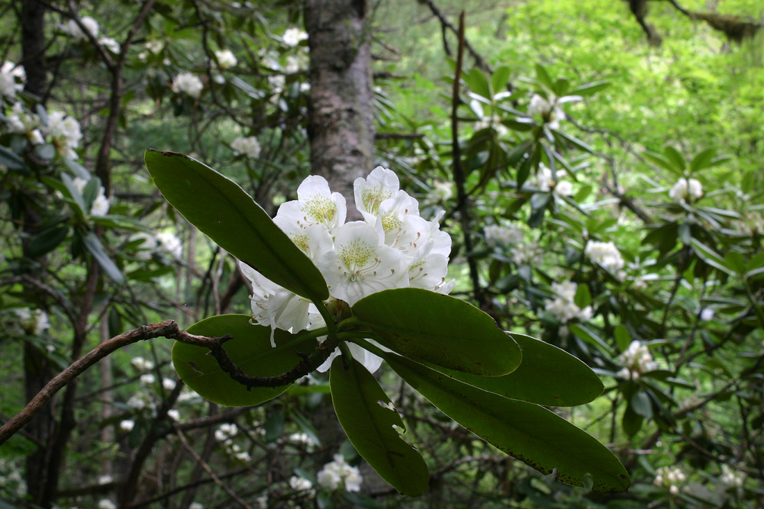 Изображение особи Rhododendron fauriei.