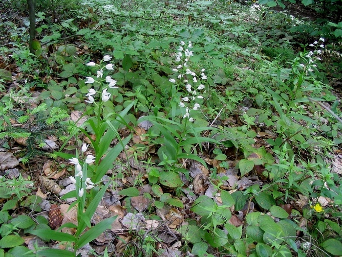 Изображение особи Cephalanthera longifolia.