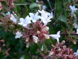 Abelia × grandiflora