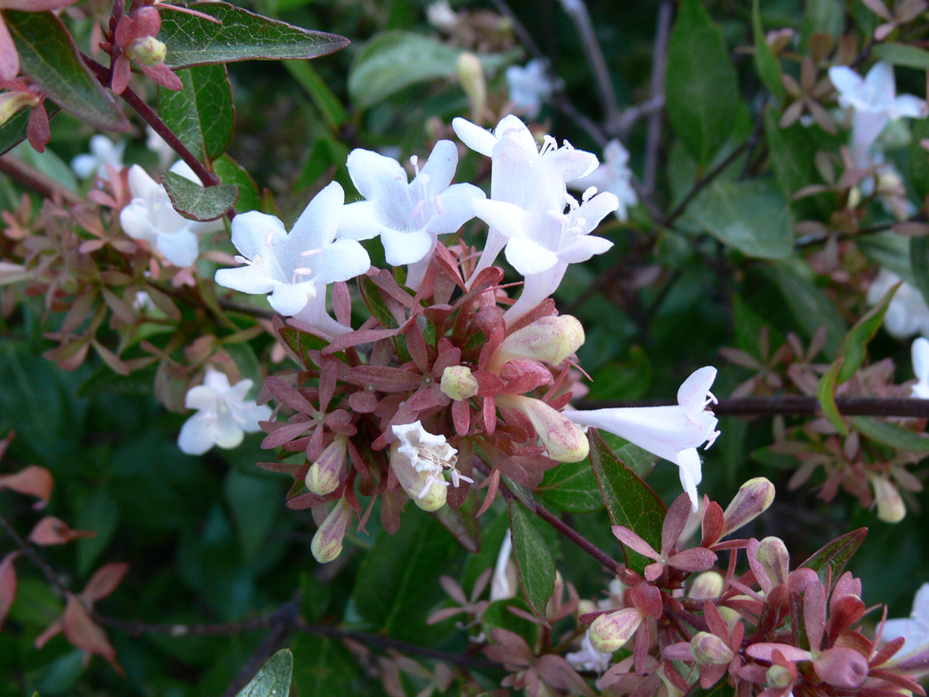 Image of Abelia × grandiflora specimen.