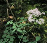 Thalictrum aquilegiifolium