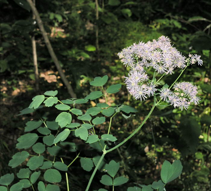 Image of Thalictrum aquilegiifolium specimen.