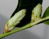 Lauro-cerasus officinalis. Развивающиеся соцветия. Германия, г. Кемпен, у прогулочной дорожки. 09.02.2013.