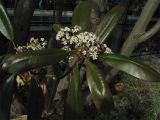 Photinia serratifolia