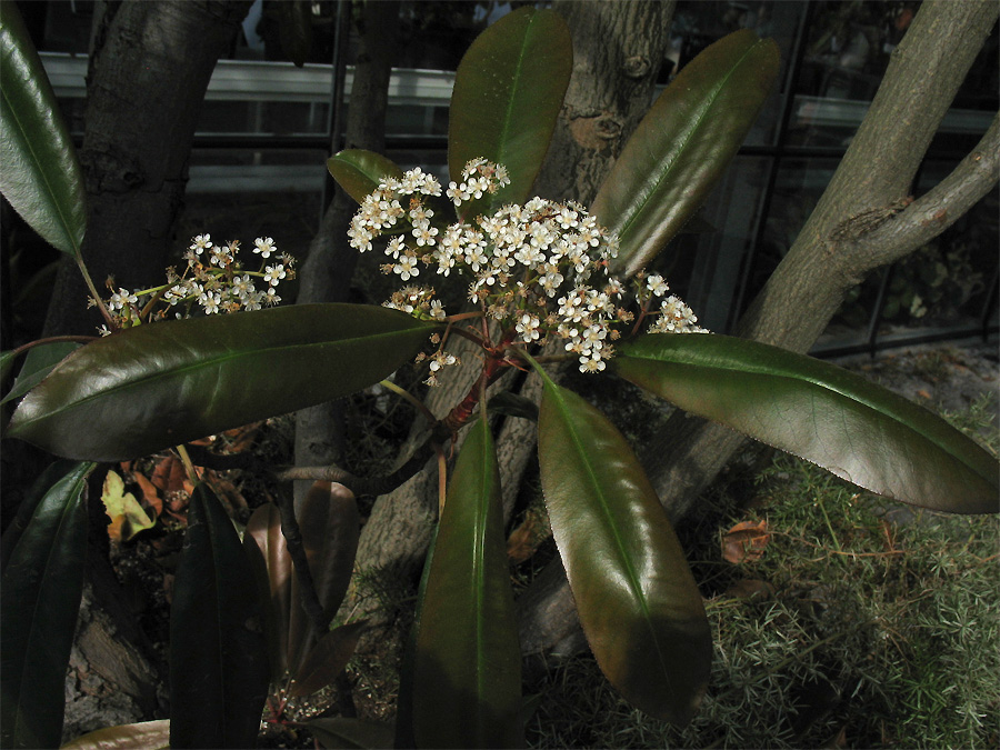 Image of Photinia serratifolia individual.
