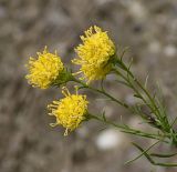 Galatella linosyris