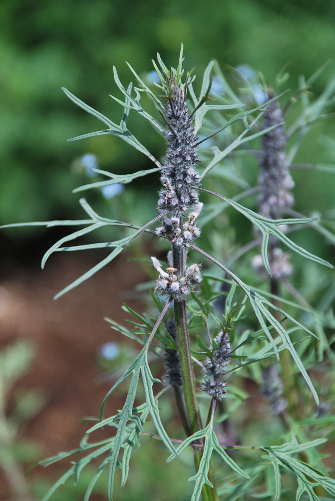 Изображение особи Leonurus glaucescens.