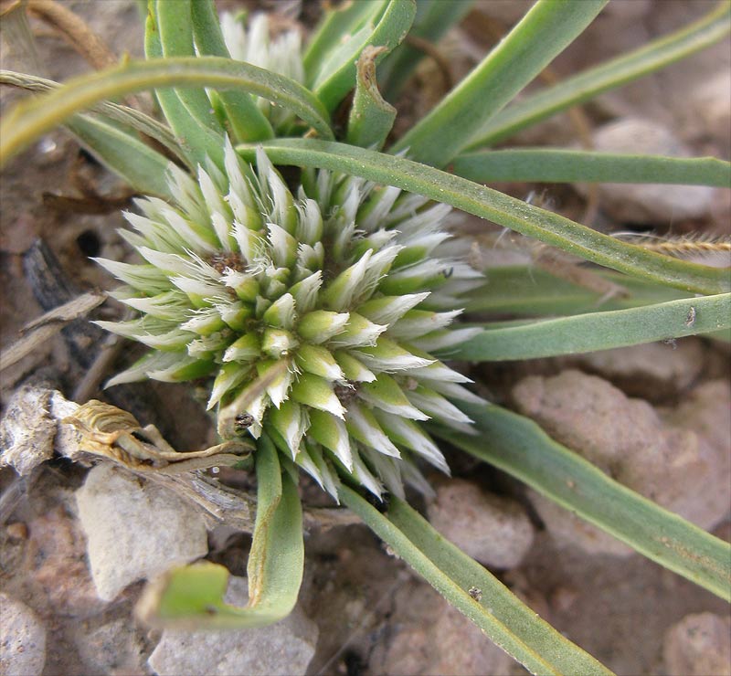Image of Gymnarrhena micrantha specimen.