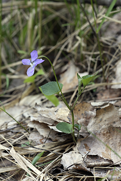 Изображение особи Viola riviniana.