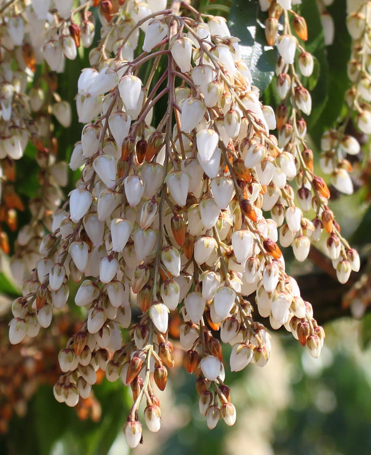 Изображение особи Pieris japonica.