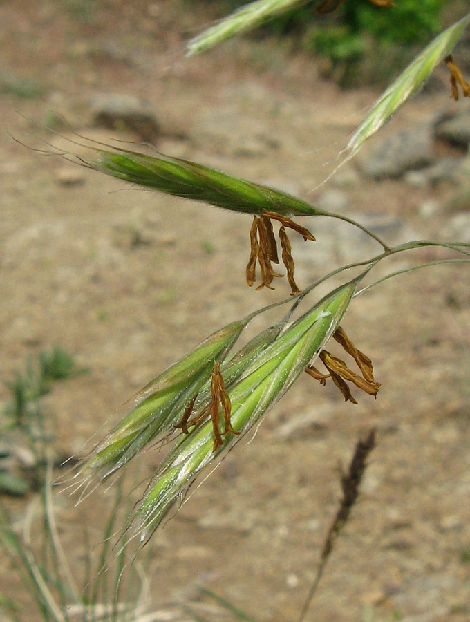 Изображение особи Bromopsis cappadocica.