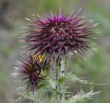 Carduus subspecies scabrisquamus